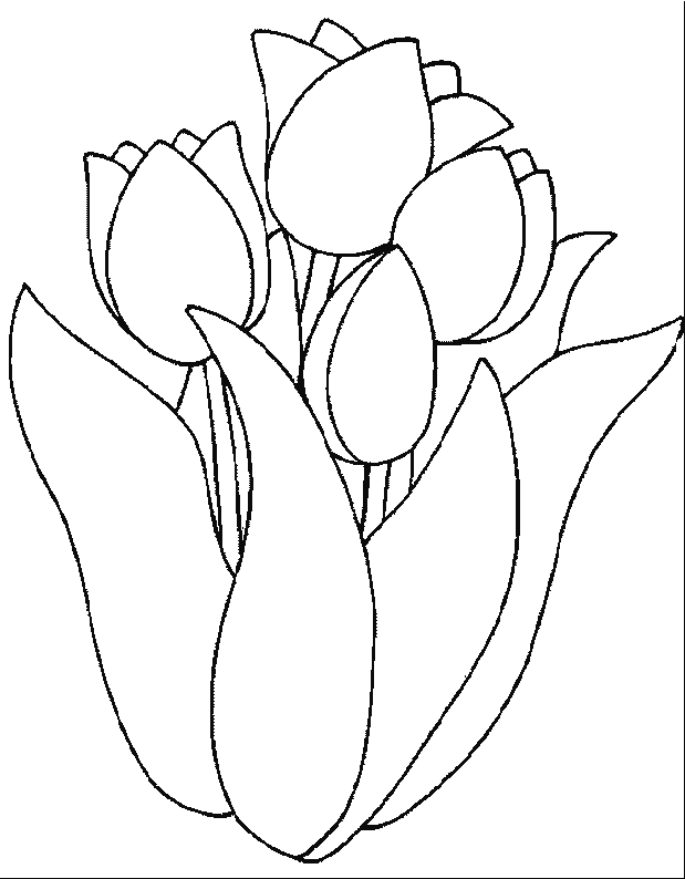 Tulipán #30398