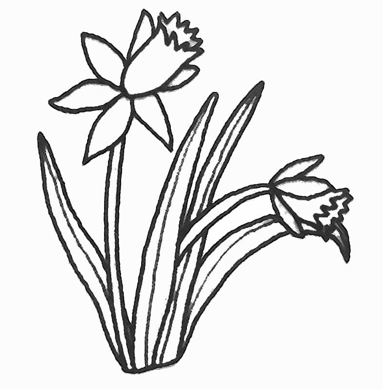Tulipán #30403