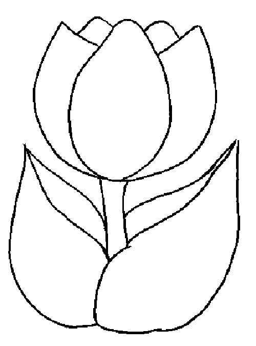 Tulipán #30404
