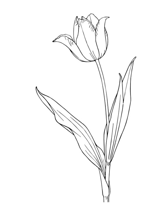 Tulipán #30405