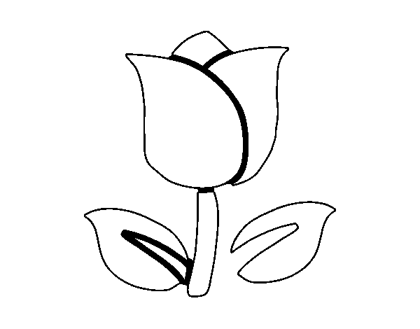 Tulipán #30406