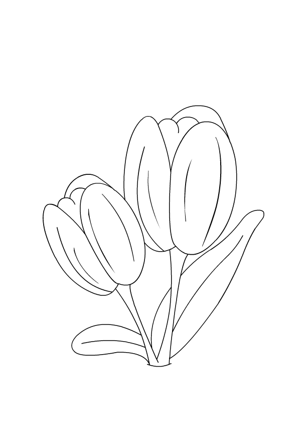 Tulipán #30407