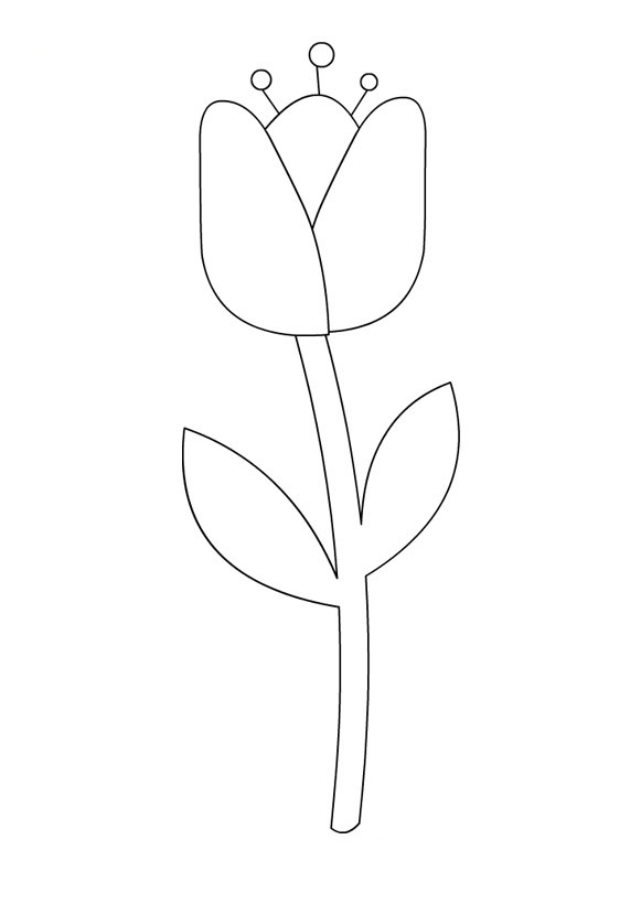 Tulipán #30408