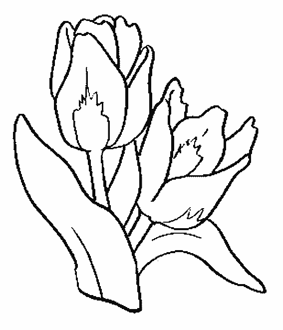 Tulipán #30409