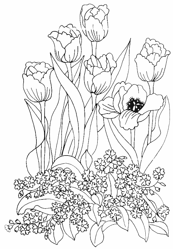 Tulipán #30410