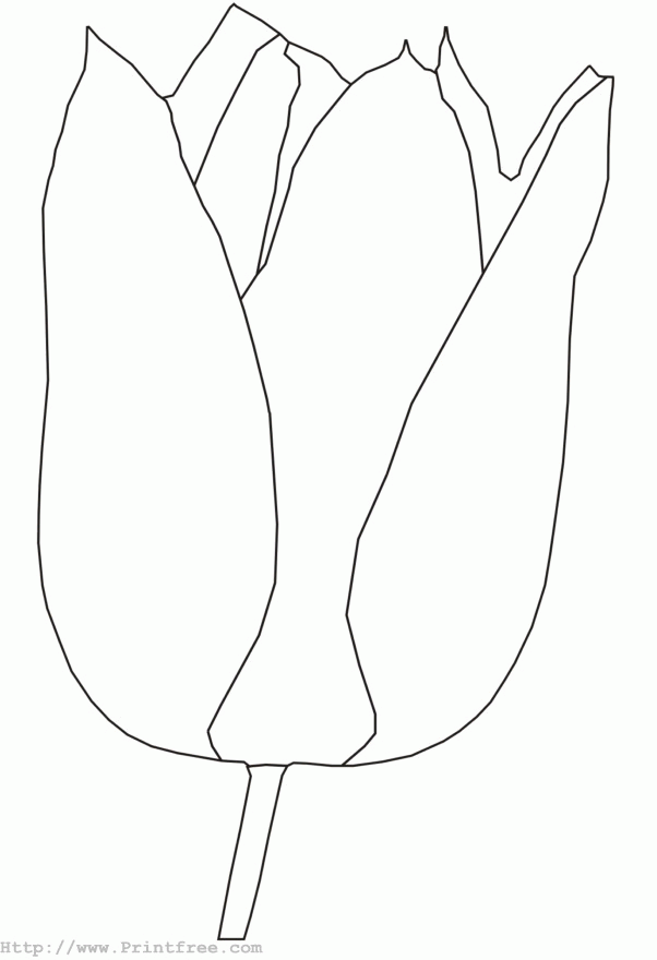 Tulipán #30411