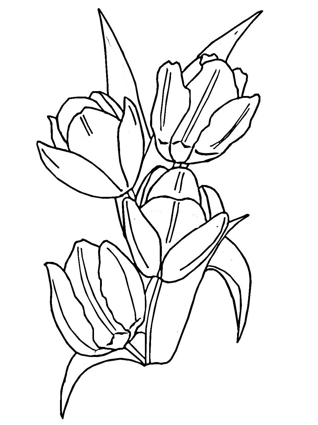 Tulipán #30414