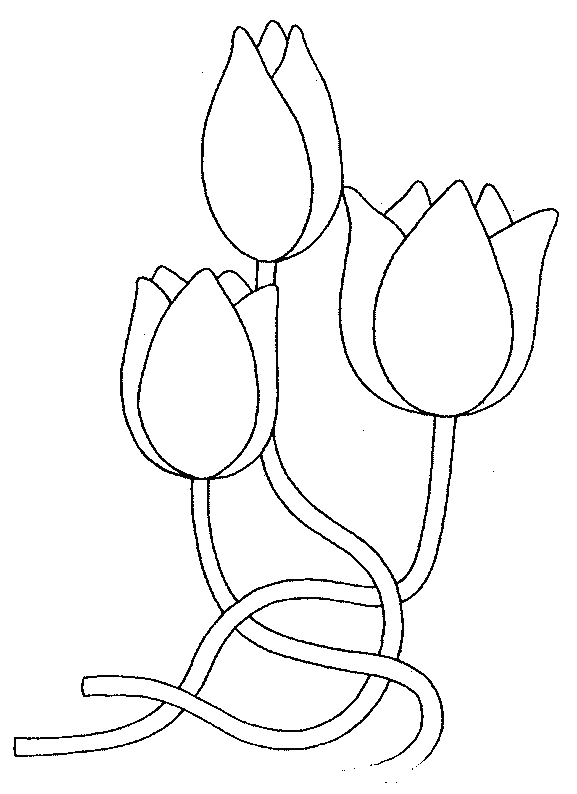 Tulipán #30417