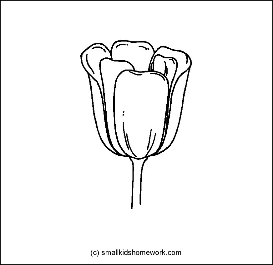 Tulipán #30419