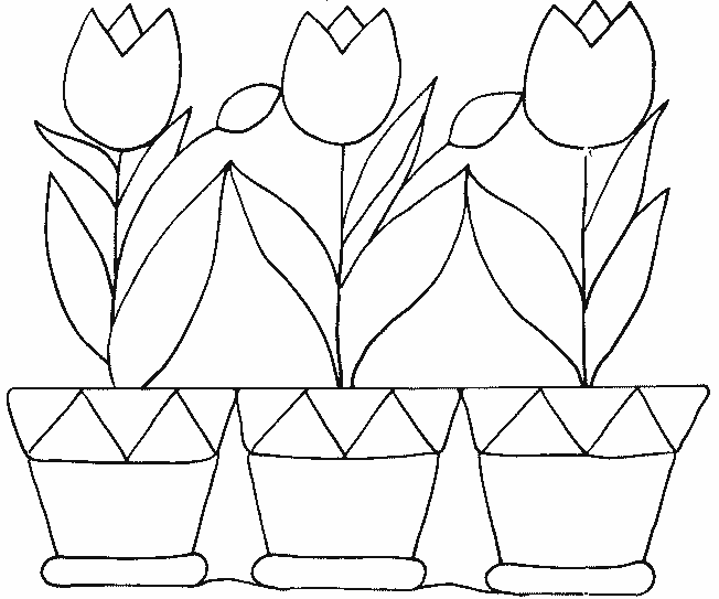 Tulipán #30421