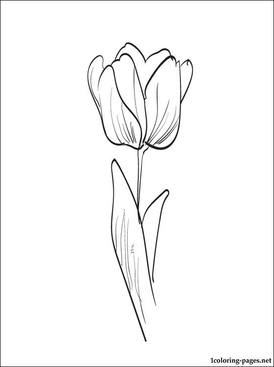 Tulipán #30422