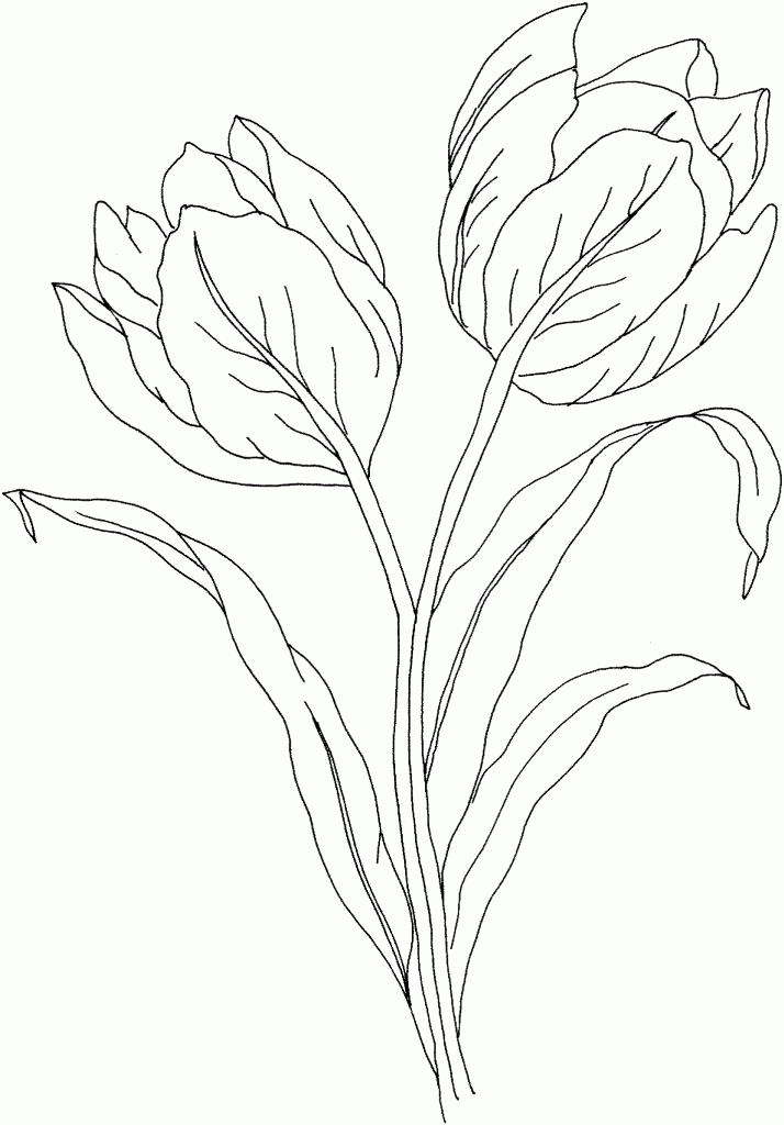 Tulipán #30423