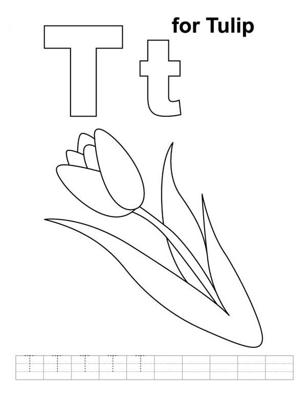Tulipán #30425