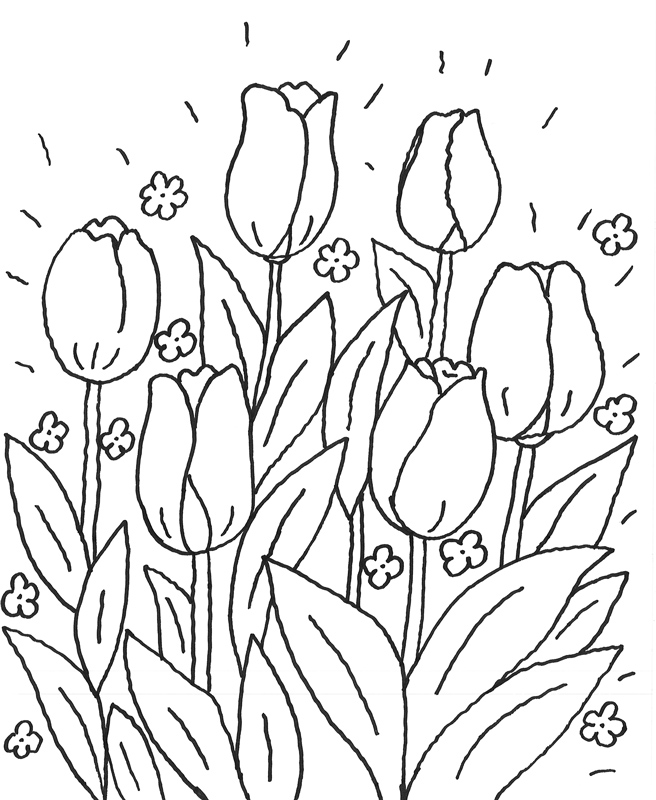 Tulipán #30427