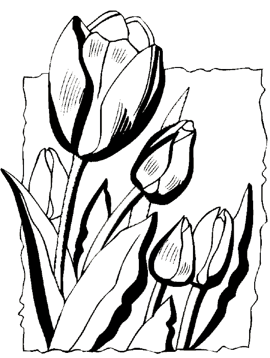 Tulipán #30428