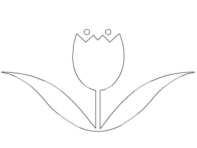 Tulipán #30430
