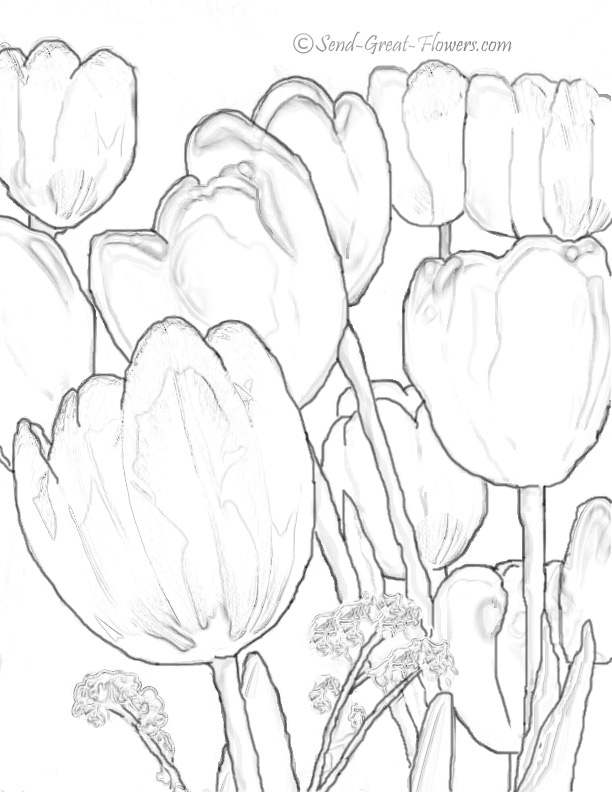 Tulipán #30432