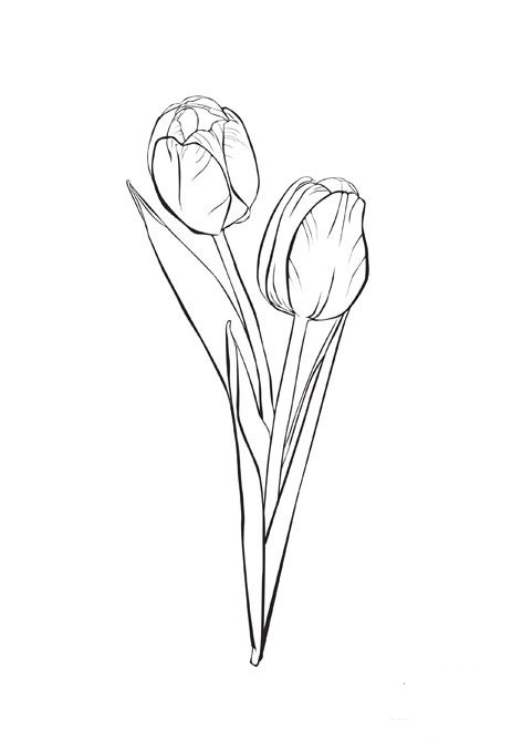 Tulipán #30439