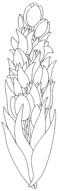 Tulipán #30442