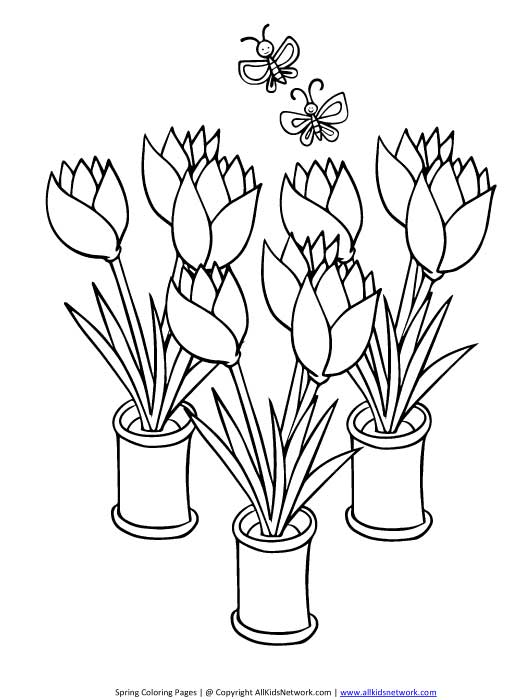 Tulipán #30443