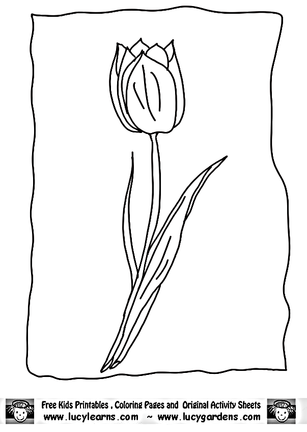 Tulipán #30444