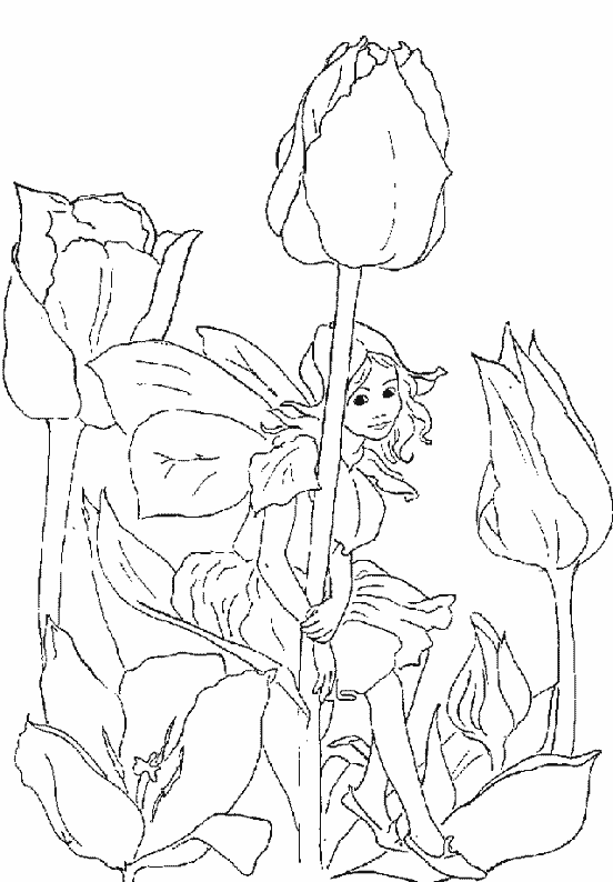 Tulipán #30446