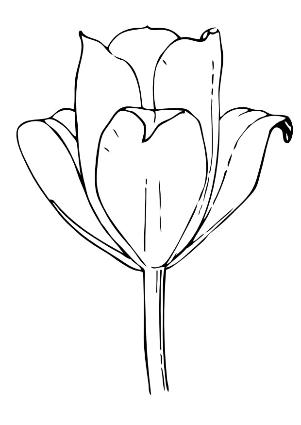 Tulipán #30447
