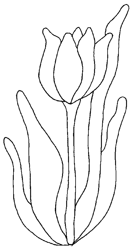 Tulipán #30448