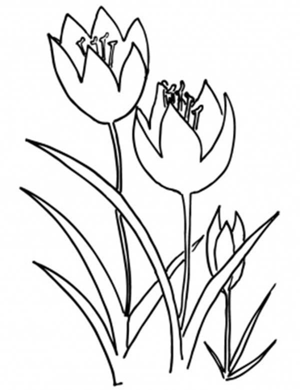 Tulipán #30451