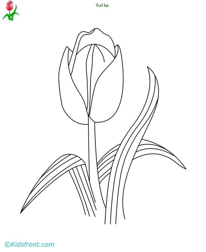Tulipán #30454