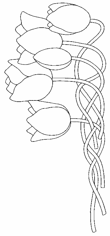 Tulipán #30457