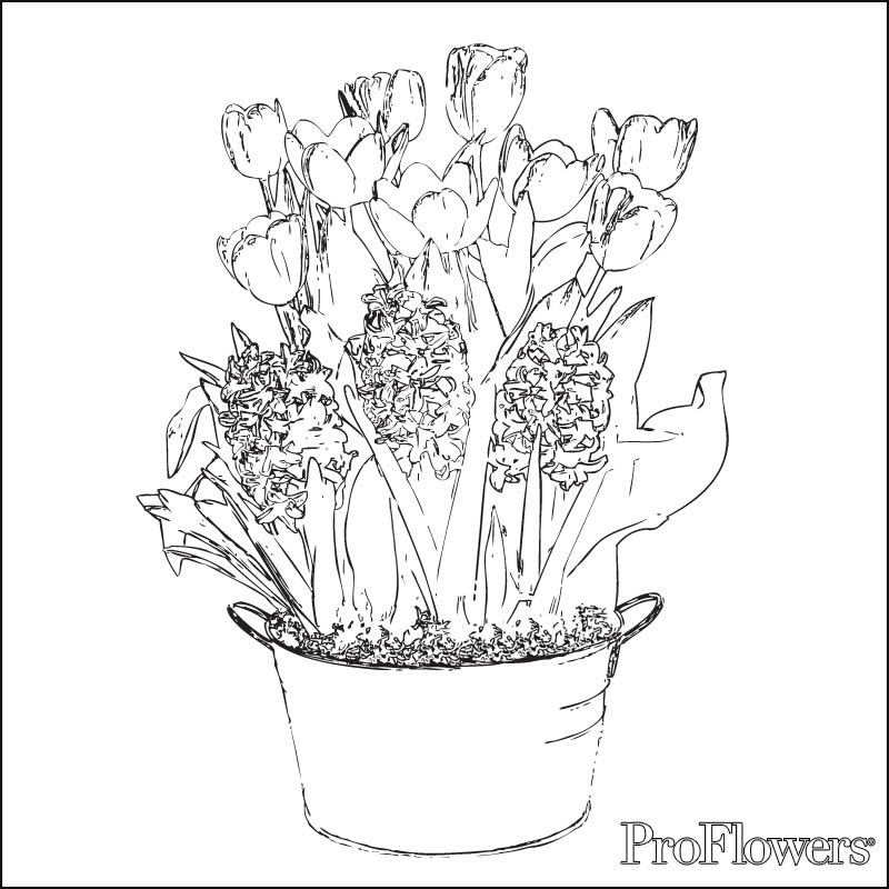 Tulipán #30459