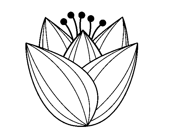 Tulipán #30460