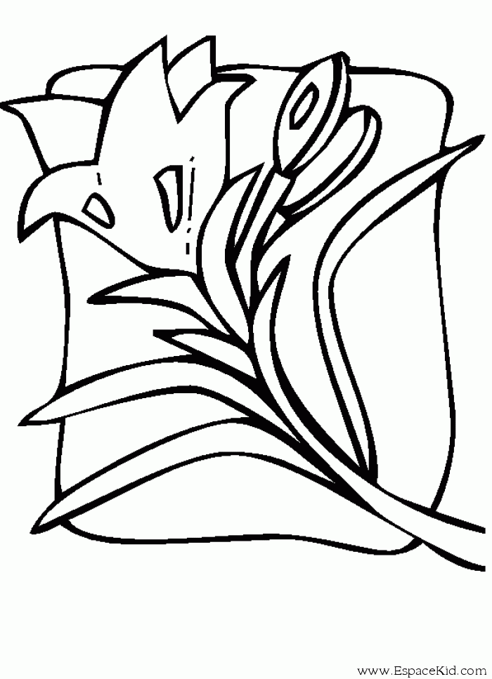 Tulipán #30461