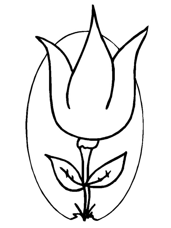 Tulipán #30462