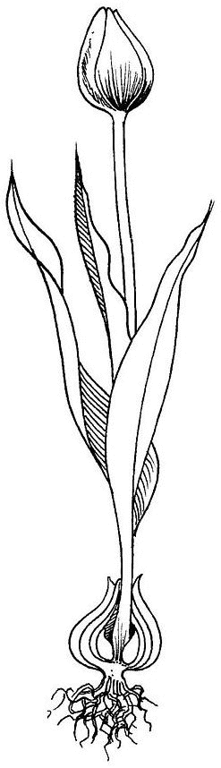 Tulipán #30463