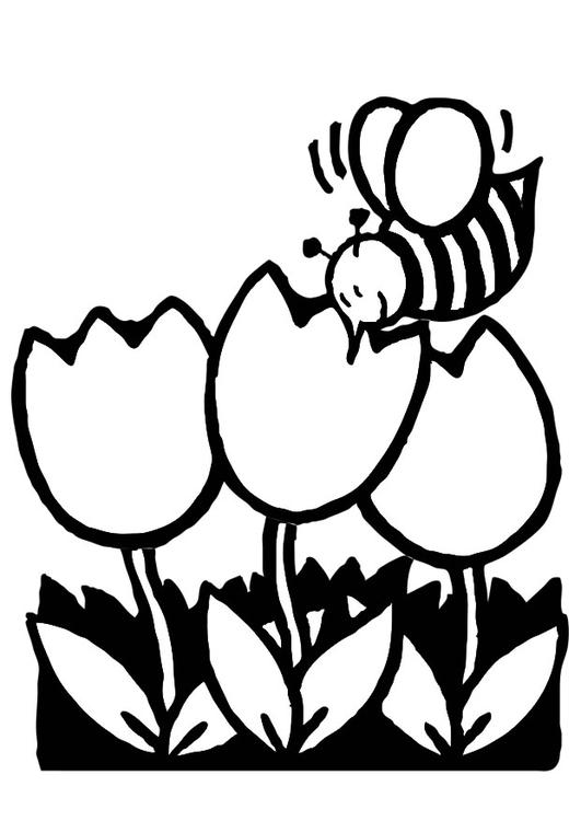 Tulipán #30466