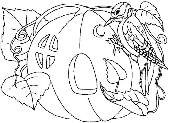 Calabaza #30870