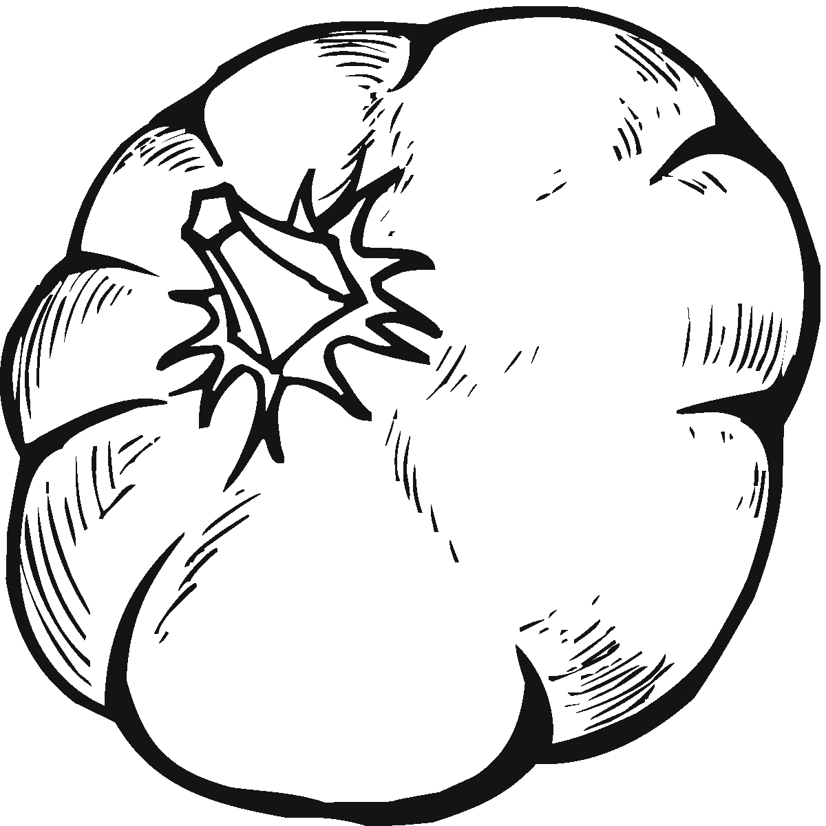 Calabaza #30877