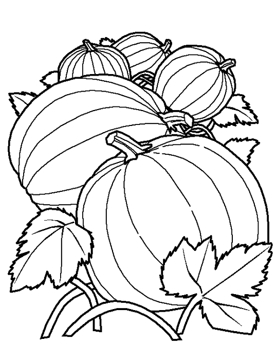 Calabaza #30937
