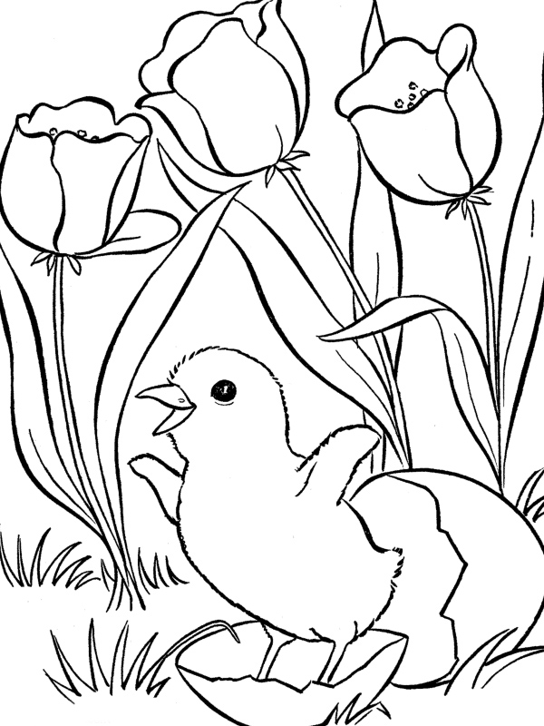 Chicken Little #36484
