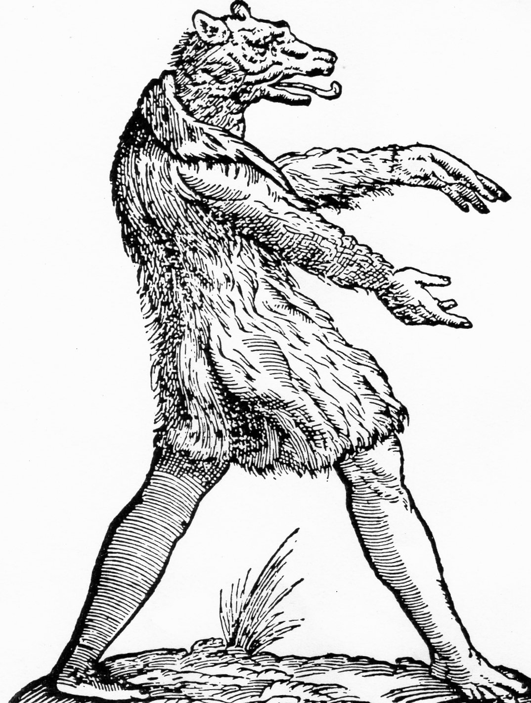 Hombre lobo #42649