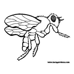 Abeja #53