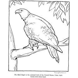 Águila #105