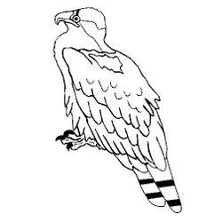 Águila #109