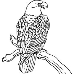 Águila #66