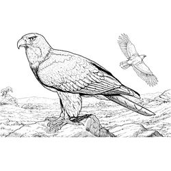 Águila #72