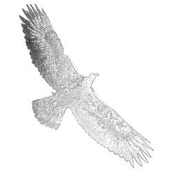 Águila #79