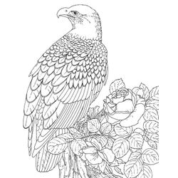 Águila #80
