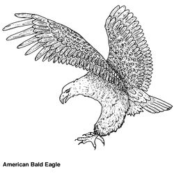 Águila #89